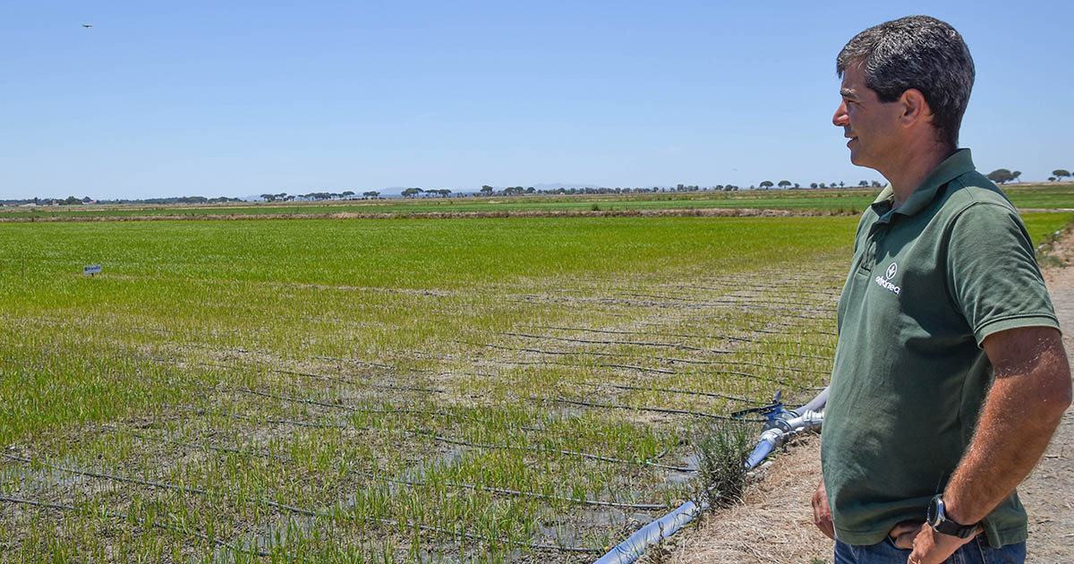 rega gota-a-gota na cultura do arroz revela poupança de 50% de água um mês após a sementeira